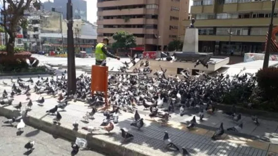 Universidad de Ibagué detecta bacterias y parásitos en las palomas de la ciudad