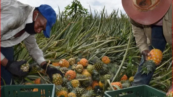 Economía circular: Colombia enfrenta desafíos como el desperdicio de alimentos