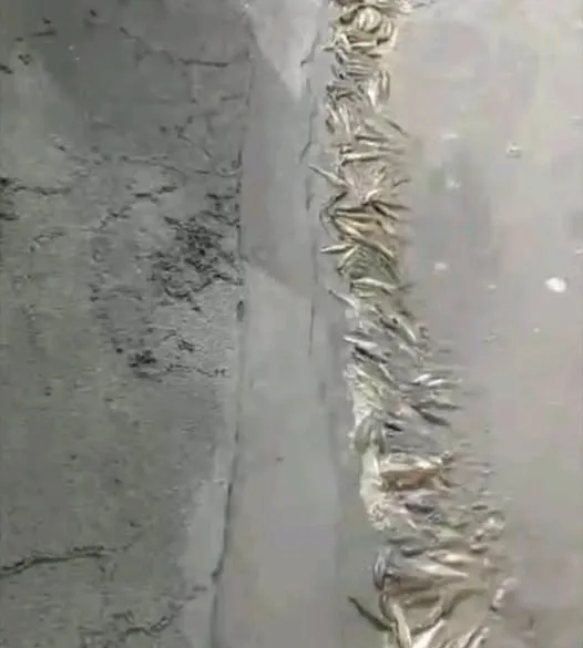 858359329 122165216007050178 8615357992076705715 n