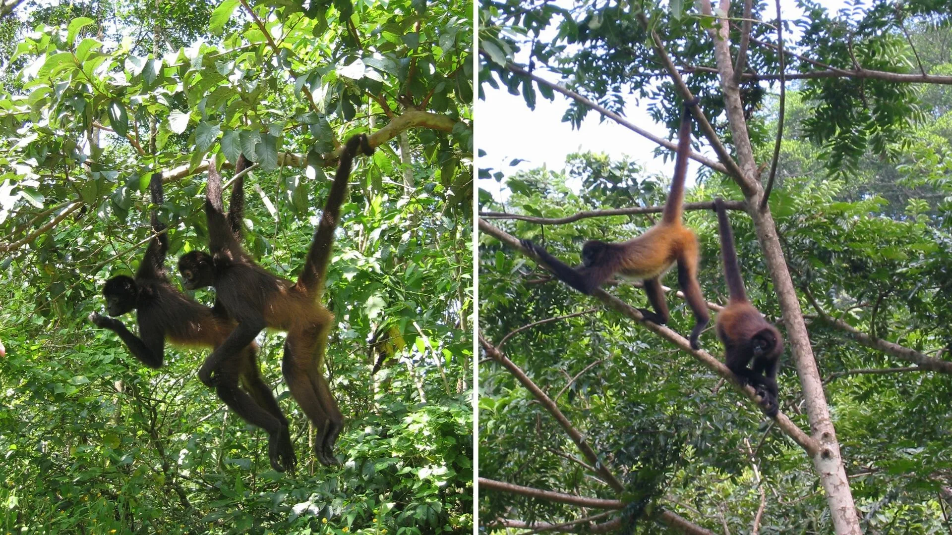 Colombia y Armenia impulsan alianza mundial para salvar especies en peligro de extinción