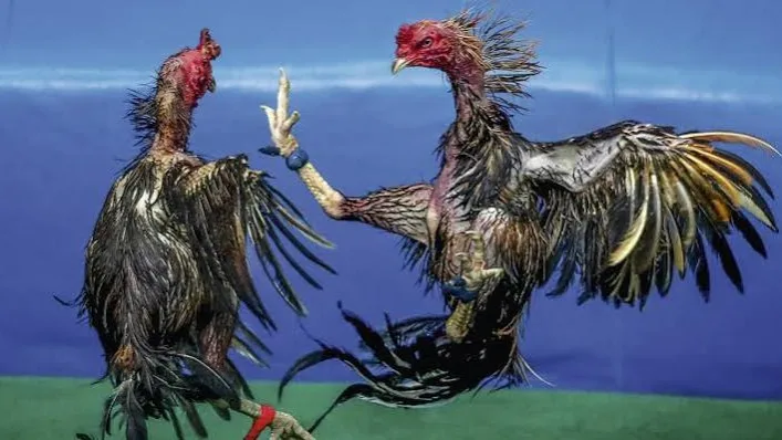 Corte Constitucional ratifica la prohibición de corridas, corralejas y peleas de gallos