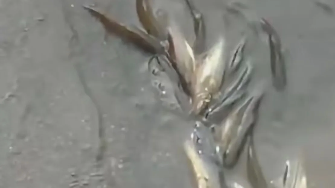 ¡Alerta ambiental! Reportan mortandad de peces en el río Mayo entre Nariño y Cauca