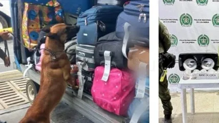 Canina antinarcóticos Keira detectó más de 11 kilos de marihuana  Terminal de Transporte