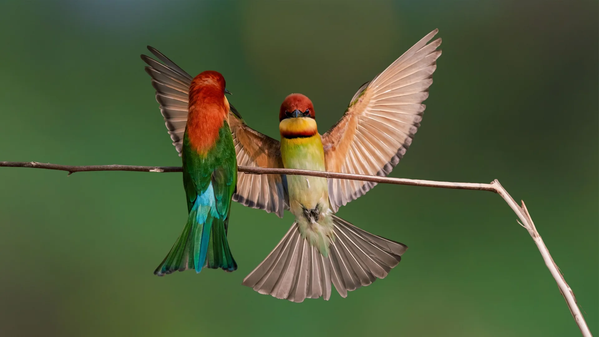 El silencio de las ciudades podría estar afectando a las aves más de lo que imaginamos