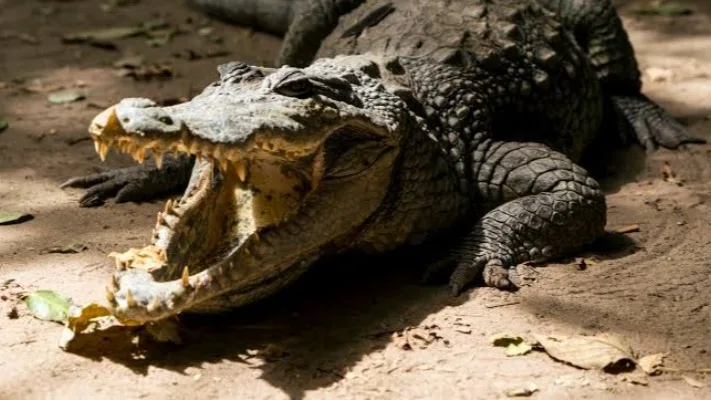 Un hombre ingresa a una zona prohibida del río para hostigar a un reptil que descansaba