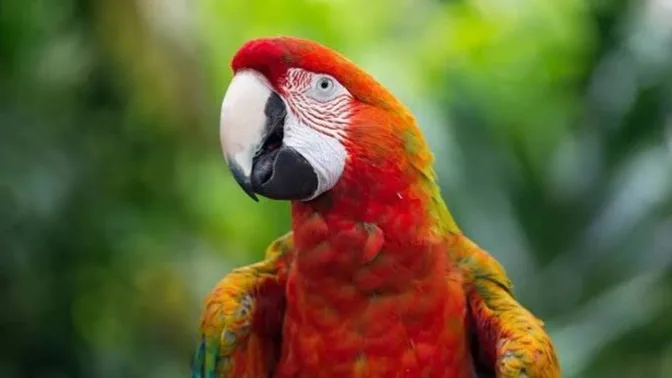 Colapso drástico de la fauna en America Latina