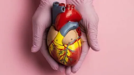 Desarrollan un innovador parche de células madre para reparar corazones dañados