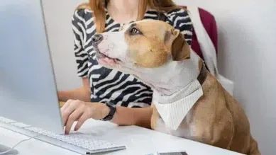 Gobierno tendrá tres meses para regular el ingreso de mascotas al trabajo y registrar.