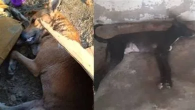 Indignación en Santa Marta por la muerte de perros; tres fueron encontrados calcinados