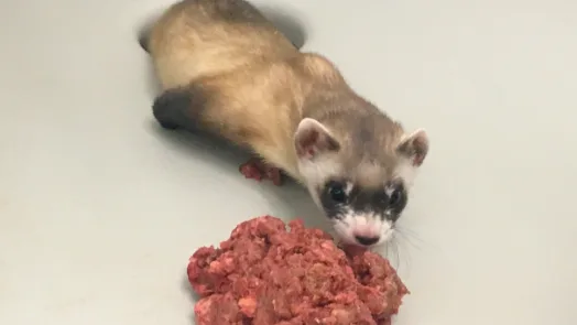 El rescate que tardó 40 años: el animal que Estados Unidos salvó de la extinción