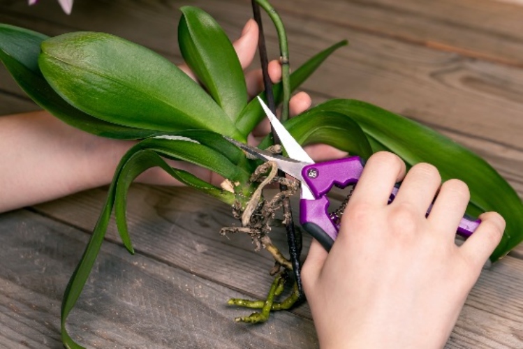 Cómo revivir una orquídea con exceso de agua: guía práctica