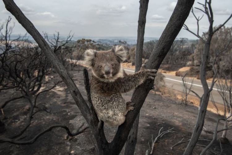 Australia regula la tala de árboles para proteger a los koalas