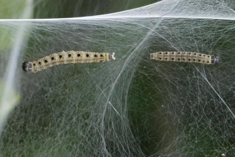 Científicos logran insertar genes de araña en gusanos de seda