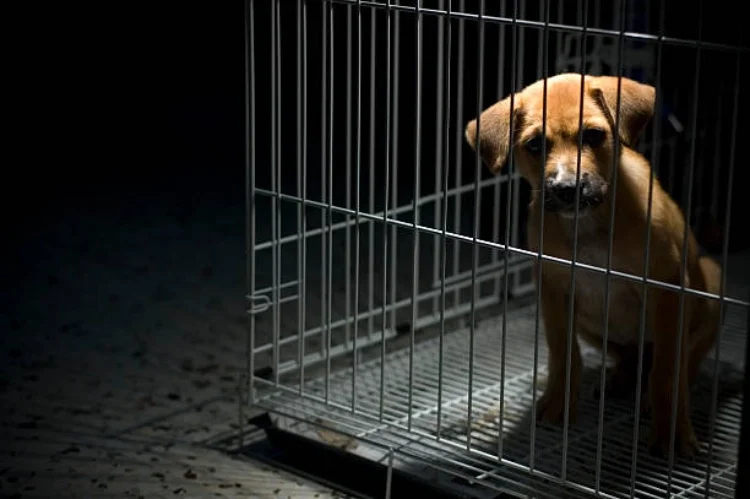 Capturado por Hurto y Maltrato Animal en el Sur de Bogotá