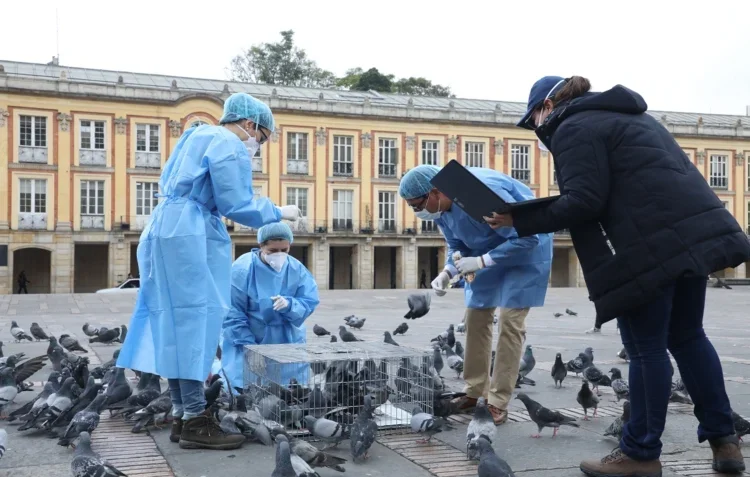 Esto se sabe de la iniciativa para la esterilización a las palomas de la Plaza de Bolívar (1)