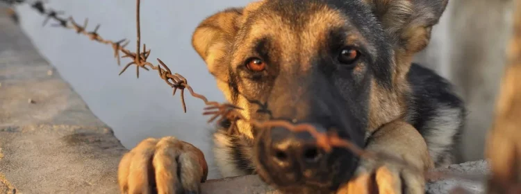 Maltrato animal en Bogotá_ Una cifra en aumento exige un llamado a la acción