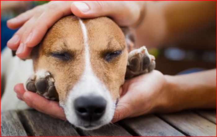 Efemérides- Dia del Perro adoptado- 23sep- tiktok-