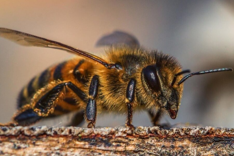 Superalimento creado para salvar a las abejas