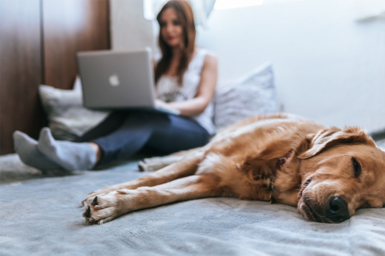 Televet, el servicio gratuito de teleorientación veterinaria de Bogotá
