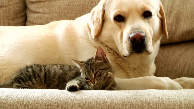 Un hito en la protección animal_ La Corte Constitucional reconoce a los animales como Seres Sintient