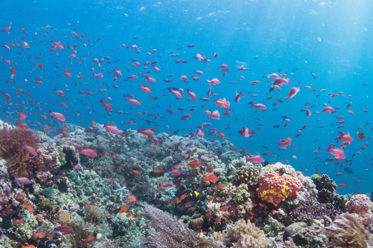 La muerte masiva de corales marca un punto de no retorno climático