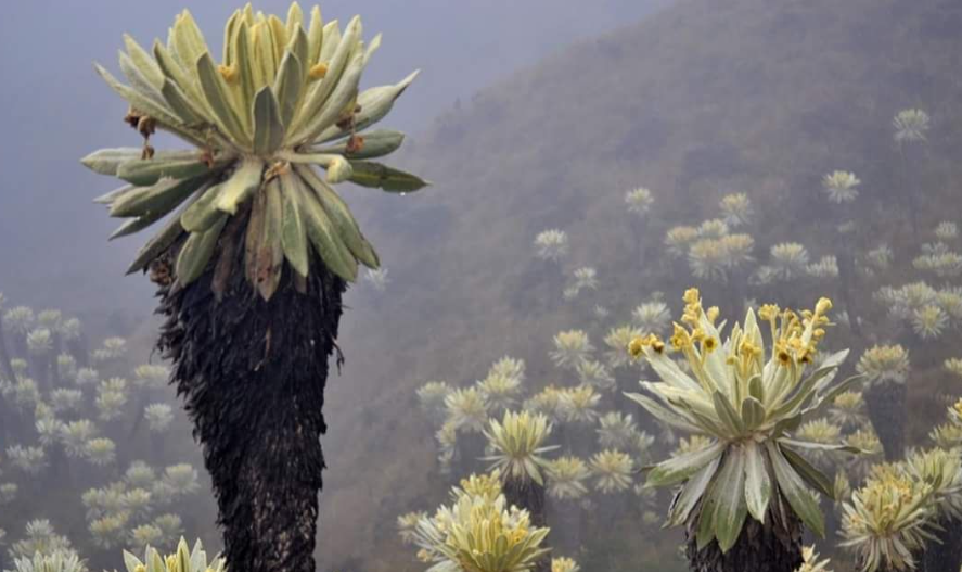 PÁRAMO DE PAJA BLANCA