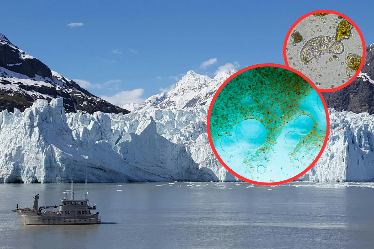 Científicos reviven microbios congelados por 40.000 años en Alaska