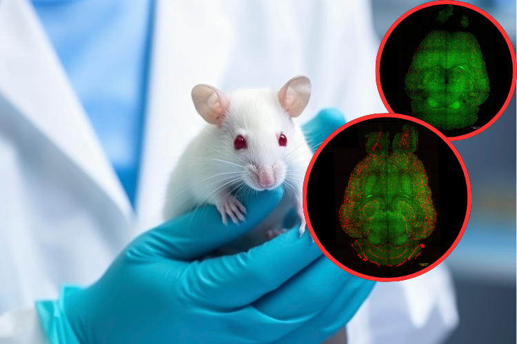 Logran revertir el Alzheimer en ratones con nanopartículas