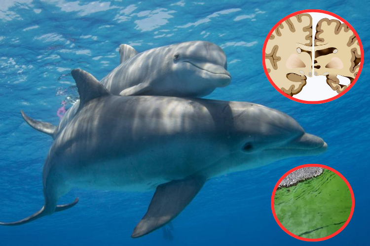 Delfines muestran signos de Alzheimer por toxinas en aguas contaminadas