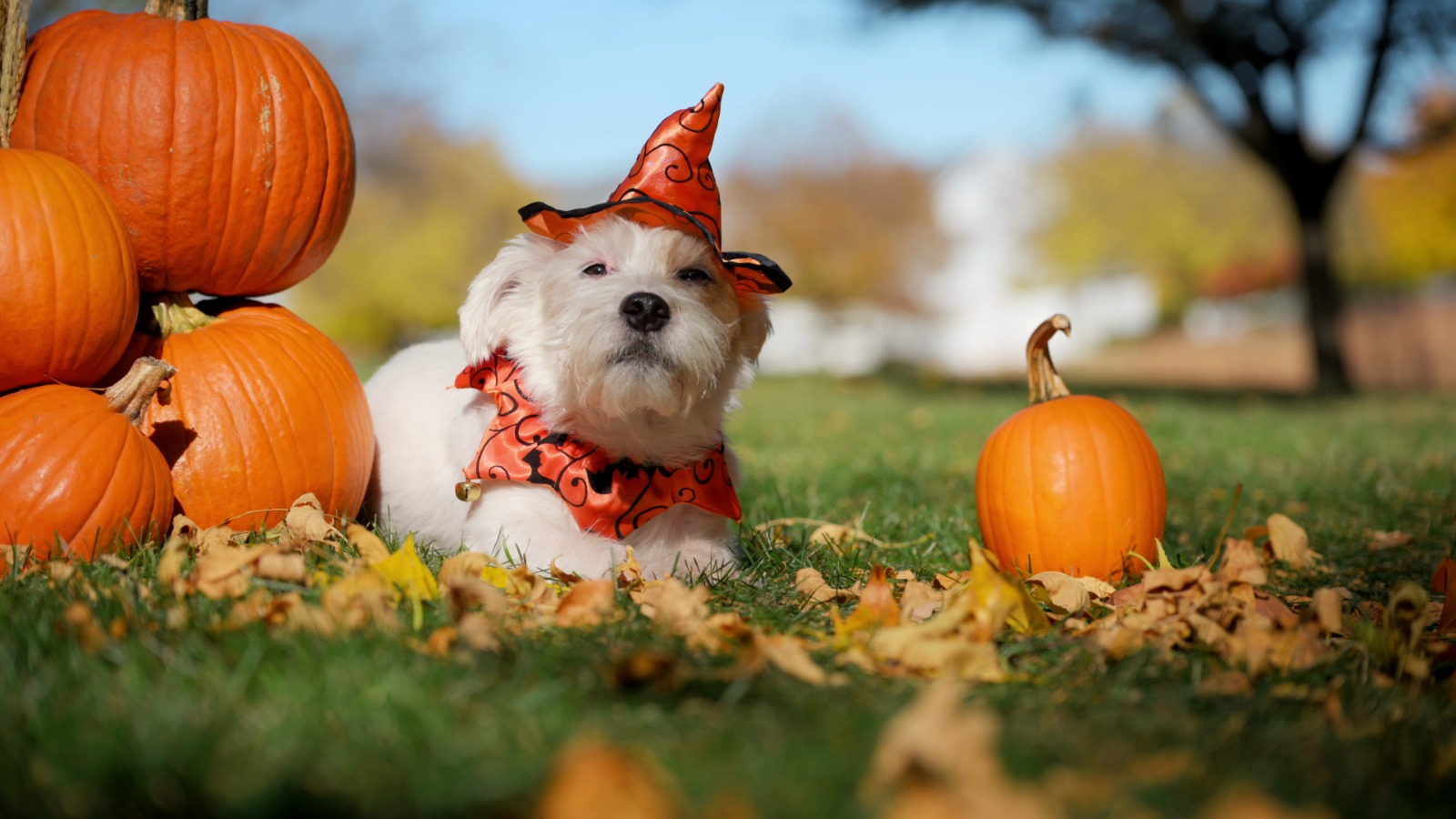 La intoxicación en mascotas por dulces aumenta en Halloween. Chocolates, gomas y productos con xilitol representan un grave riesgo para perros y gatos, advierten expertos.