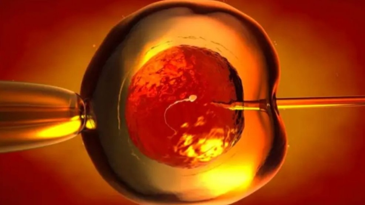 Científicos crean óvulos humanos a partir de células de la piel