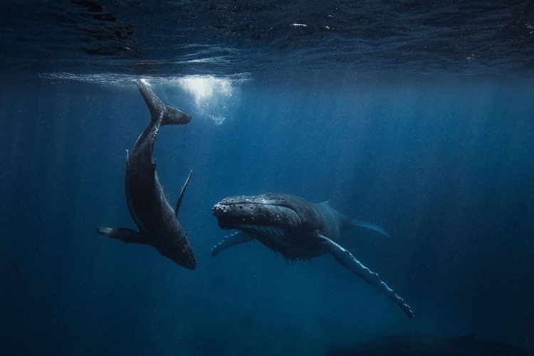Crisis en Canadá: parque marino amenaza con sacrificar 30 ballenas tras bloqueo de venta
