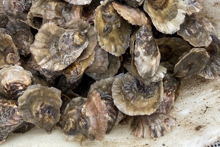 Cultivar ostras: una solución natural contra el calentamiento global