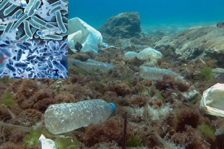 Bacterias del océano evolucionan para alimentarse del plástico