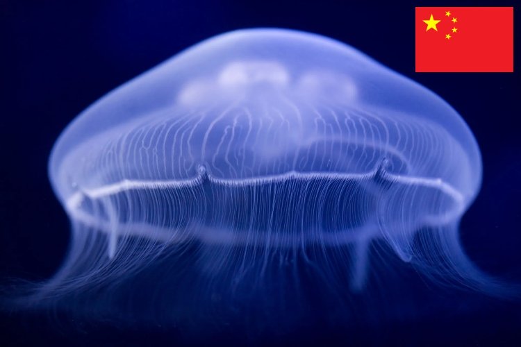 China crea un dron submarino inspirado en una medusa fantasma