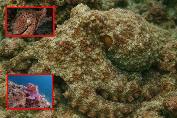 Científicos logran replicar el camuflaje de los pulpos con bacterias modificadas