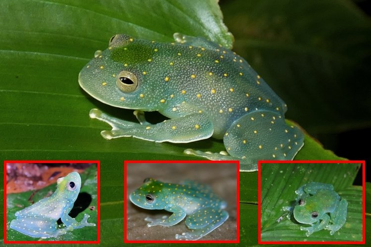 Cochranella euknemos: la rana de vidrio que revela la salud del bosque