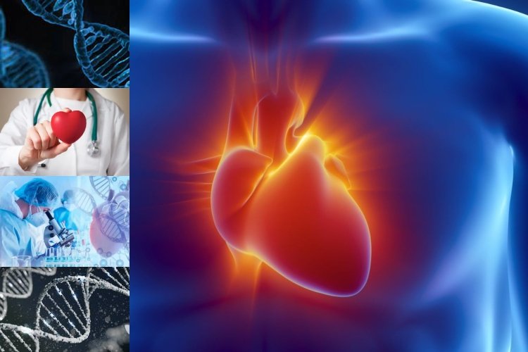 Descubren un gen capaz de regenerar el corazón humano