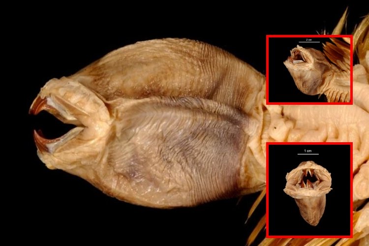 Eulagisca gigantea: el gusano poliqueto de las profundidades antárticas