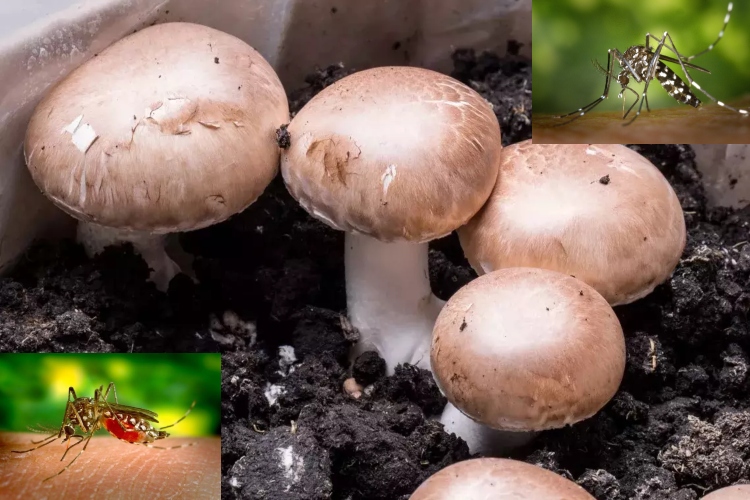 Hongo modificado genéticamente logra eliminar el 100% de los mosquitos: una alternativa contra las enfermedades