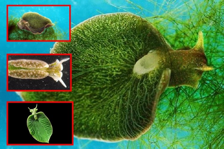 La babosa que hace fotosíntesis: el asombroso caso del Elysia chlorotica