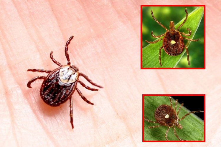 La garrapata que te vuelve alérgico a la carne roja: el peligro del síndrome alfa-gal