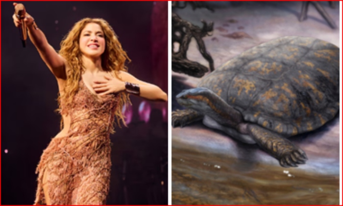 Desierto del Tatacoa- Tortuga- Fósil- Shakira- Universidad del Rosario- 18Nov-