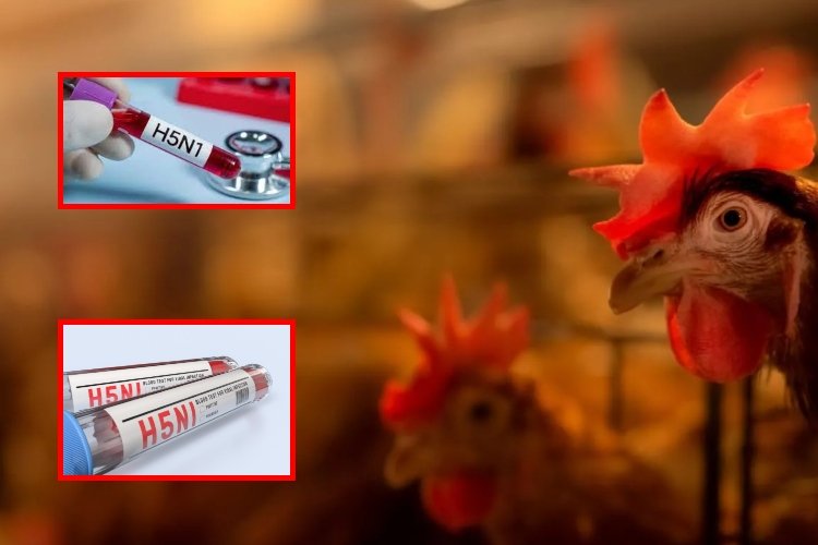 Primera muerte en el mundo por gripe H5N5 confirmada en Washington