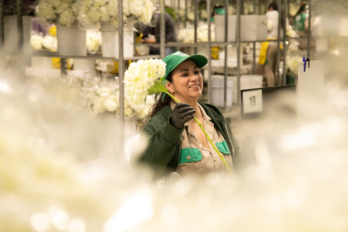 DíaMundiaDeLaMujer- 6MAR-efemérides- Asocolflores- Día de la Mujer- 8m- FLORES DE COLOMBIA-