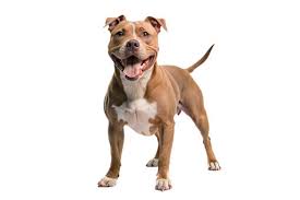 El Pitbull suele estar en el centro del debate cuando se habla de perros peligrosos. Su reputación lo precede, pero ¿qué tan cierta es esa percepción? La respuesta no es tan simple como un sí o un no. Para entenderlo, es necesario analizar tanto su origen como los factores que influyen en su comportamiento actual.