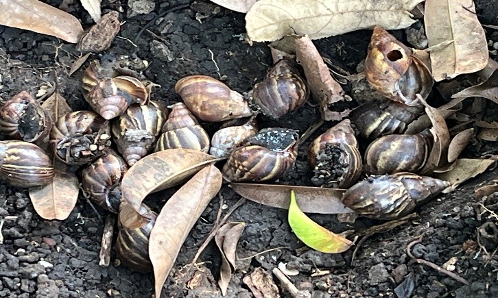Retiran más de 300 caracol africanos en el barrio Guayacanes de Cali