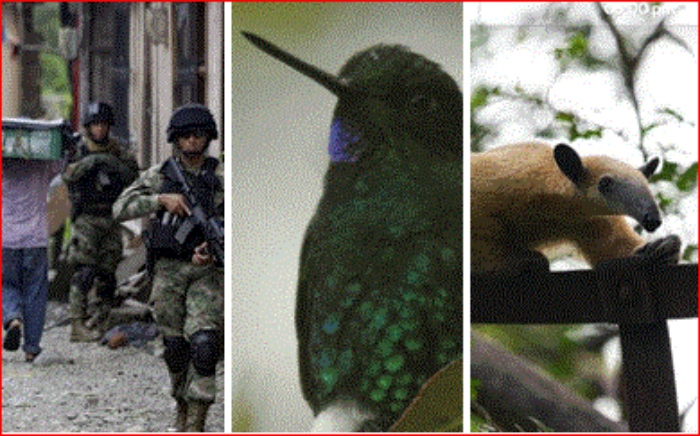 JEP- Colombia- Conflicto armado- deforestación- ecocidio-
