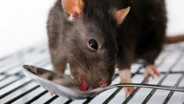 Venenzo- ratas-compota- bebés- Austria- HiPP zanahoria con papas-