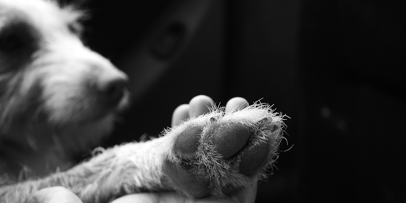 En Colombia, la muerte de un perro o mascota ya no se considera un hecho menor. Psicólogos y estudios recientes advierten que este tipo de pérdida puede desencadenar episodios de depresión, ansiedad y duelo prolongado, comparables a la muerte de un familiar cercano.